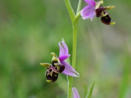 Ophrys_oestrifera_ssp_montis_gargani_Vieste_2